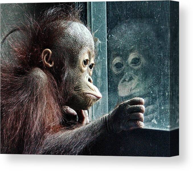 Orangutan Canvas Print featuring the photograph Melancholy Baby by Wade Aiken