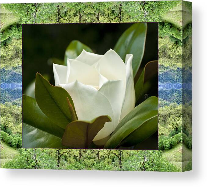 Nature Photos Canvas Print featuring the photograph Mendocino Magnolia by Bell And Todd