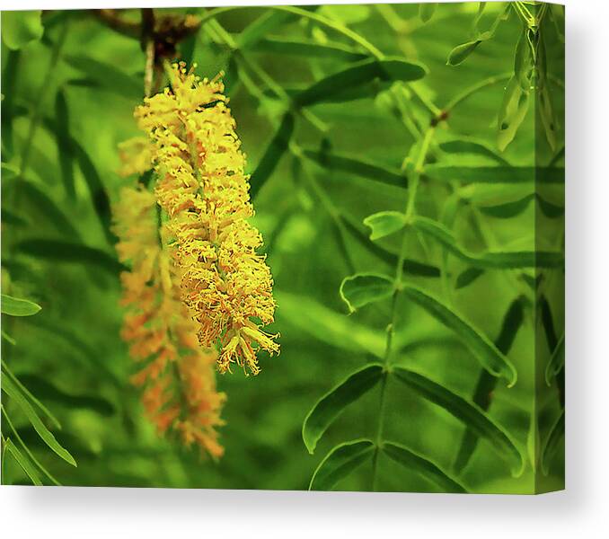 Nature Canvas Print featuring the photograph Mesquite Bloom by Scott Cordell