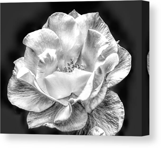 Rose Canvas Print featuring the photograph Midnight Rose by Michael Hope