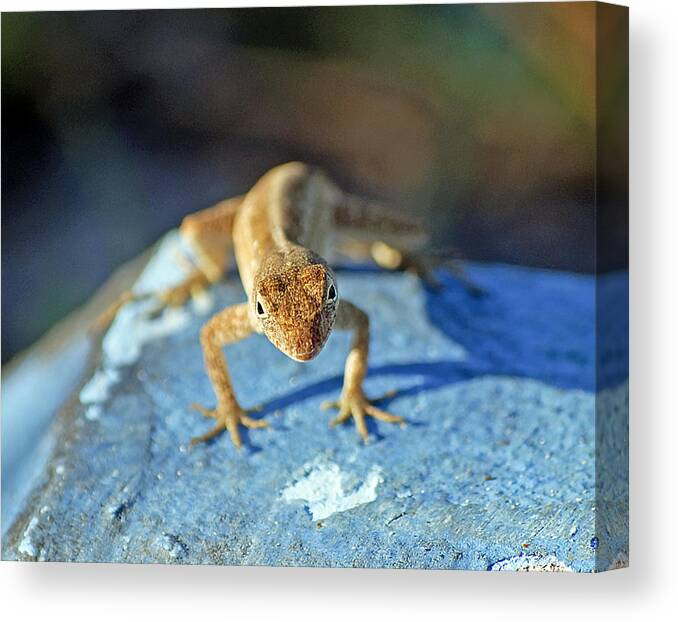 Anole Canvas Print featuring the photograph Mini Attitude by Kenneth Albin
