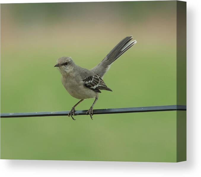 Jan Canvas Print featuring the photograph Mockingbird by Holden The Moment