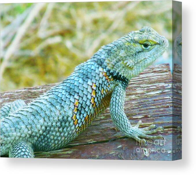 Lizard Iguana Canvas Print featuring the photograph Mojave Speckled Iguana by J Marielle