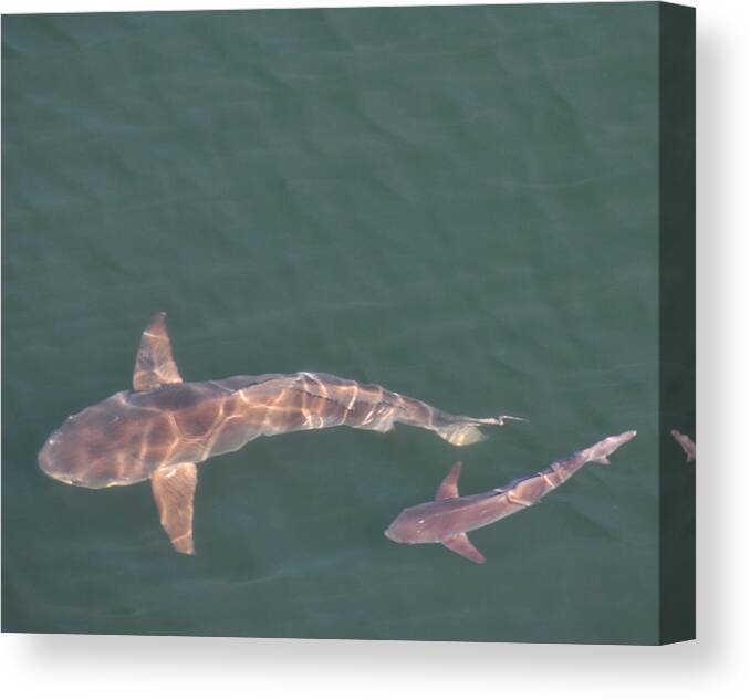 Fish Canvas Print featuring the photograph Mom and Baby by Bill Perry