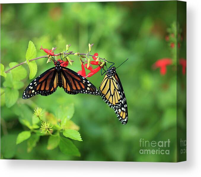 Monarch Butterflies Canvas Print featuring the photograph Monarch Butterflies and Salvia Flowers by Luana K Perez