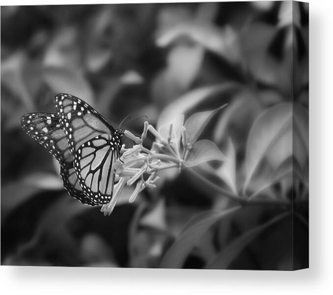 Black And White Canvas Print featuring the photograph Monarch Butterfly In Black and White by Joseph G Holland