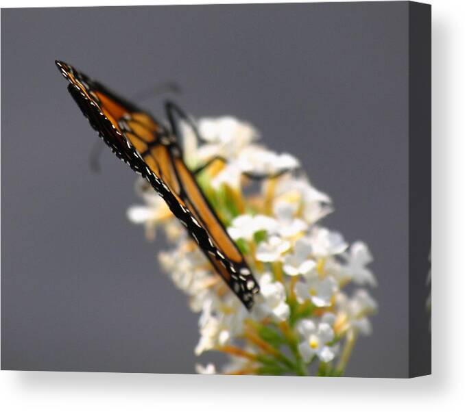 Monarch Canvas Print featuring the photograph Monarch by Juergen Roth