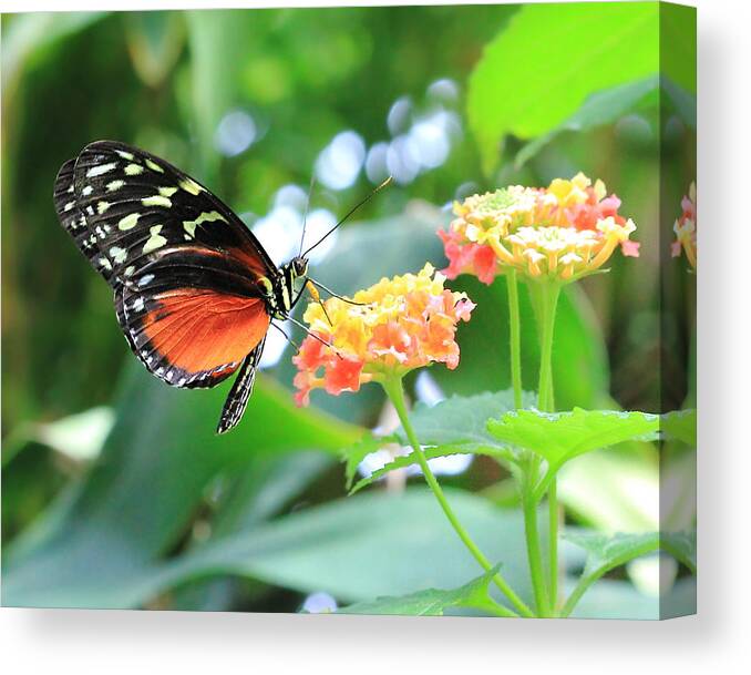 Monarch Butterfly Canvas Print featuring the photograph Monarch on Flower by Angela Murdock