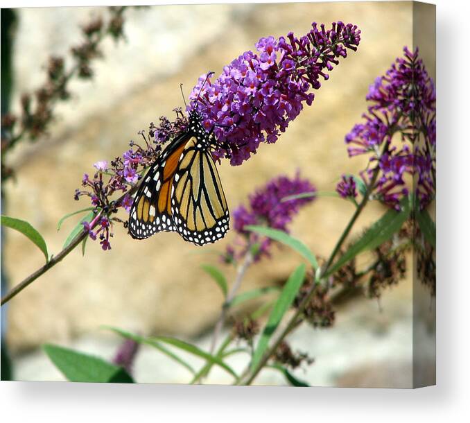 Flowers Canvas Print featuring the photograph Monarch on Purple Flowers by George Jones