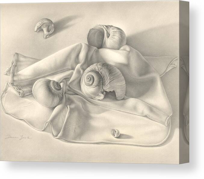 Shells Canvas Print featuring the drawing Moon Snail Still Life by Donna Basile