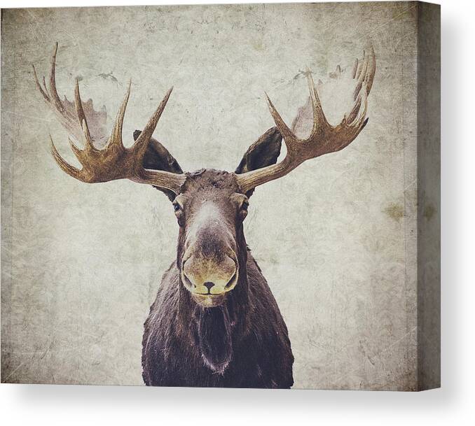 Moose Canvas Print featuring the photograph Moose by Nastasia Cook