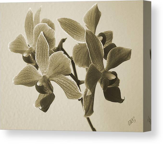 Orchid Canvas Print featuring the photograph Morning Orchid by Ben and Raisa Gertsberg