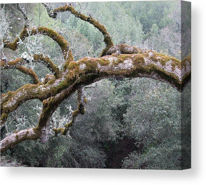 Darin Volpe Nature Canvas Print featuring the photograph Mossy Oak -- Oak Tree on Mt. Hamilton Road, Santa Clara County, California by Darin Volpe
