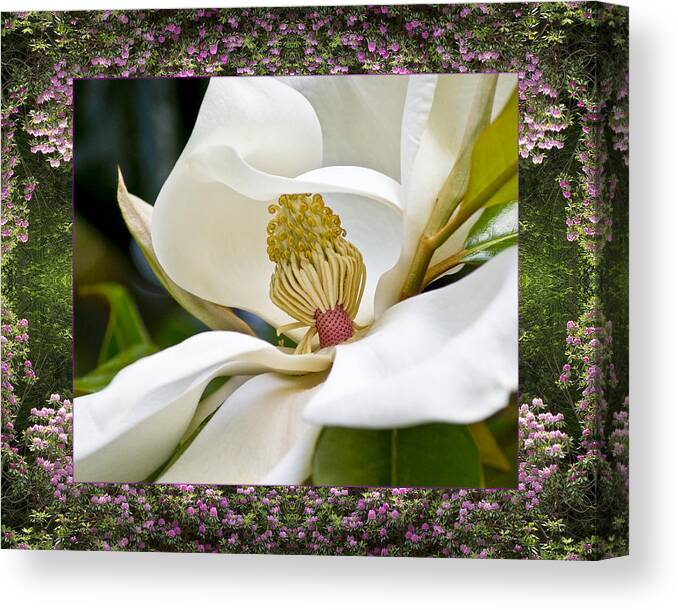 Nature Photos Canvas Print featuring the photograph Mountain Magnolia by Bell And Todd