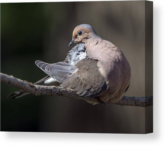 Wildlife Canvas Print featuring the photograph Mourning dove profile by William Bitman