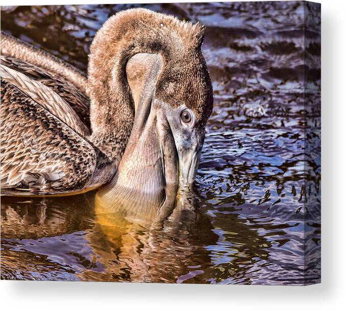 Pelican Eating Canvas Print featuring the photograph Mouth Full by Joe Granita
