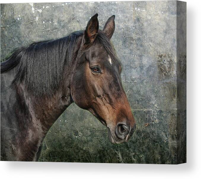 Animal Canvas Print featuring the photograph My Girl by Joachim G Pinkawa