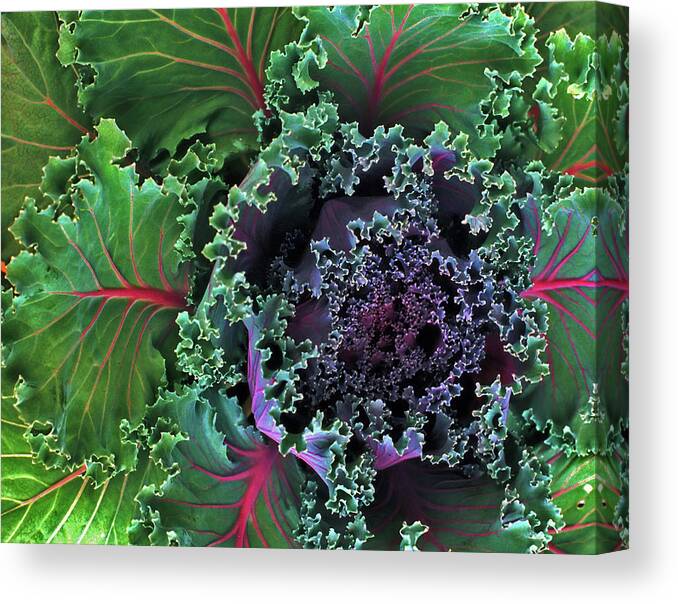 Kale Canvas Print featuring the photograph Naples Kale by Lynda Lehmann