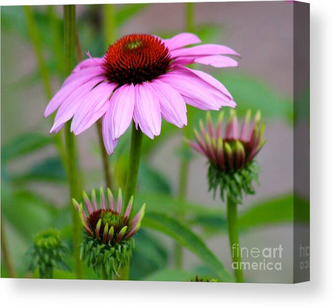 Pink Canvas Print featuring the photograph Nature's Beauty 80 by Deena Withycombe