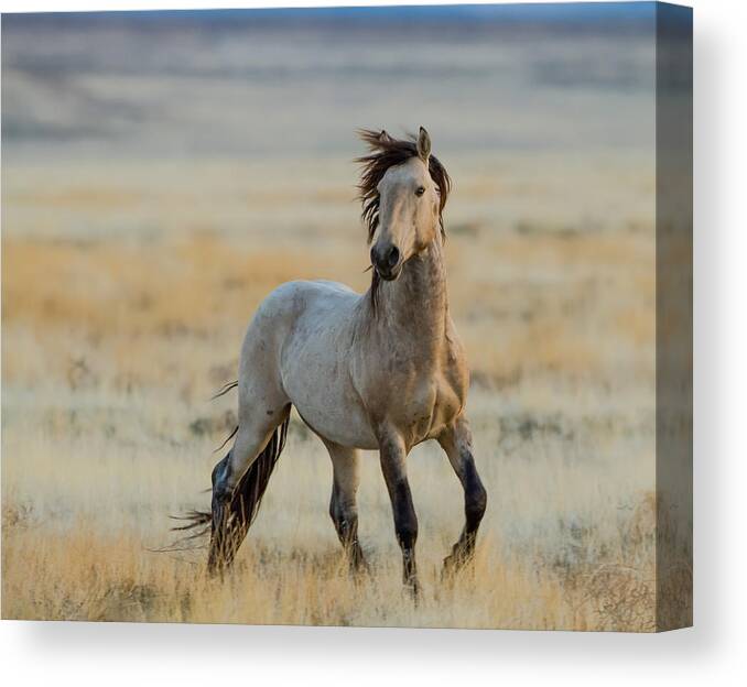 Wild Horse Canvas Print featuring the photograph New Stallion by Kent Keller