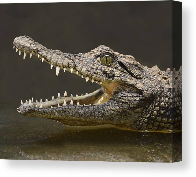 Crocodylus Niloticus Canvas Print featuring the photograph Nile Crocodile by Tony Beck