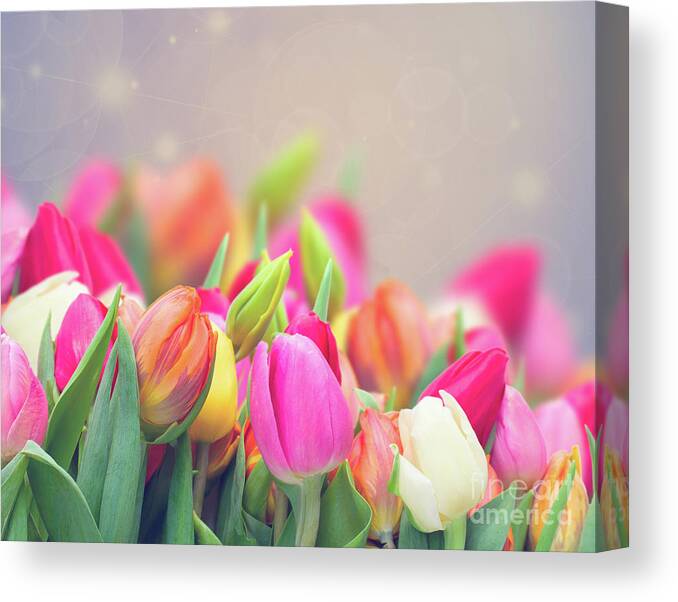 Beam Canvas Print featuring the photograph Tulips in my Garden by Anastasy Yarmolovich