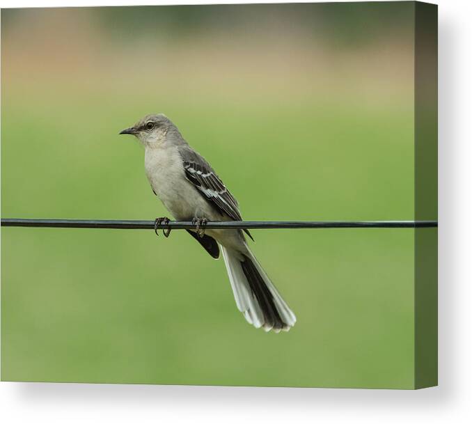 Bird Canvas Print featuring the photograph Northern Mockingbird by Holden The Moment