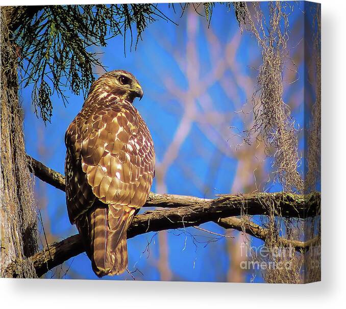 Nature Canvas Print featuring the photograph Okefenokee Swamp Red-Tailed Hawk - Buteo Jamaicensis by DB Hayes