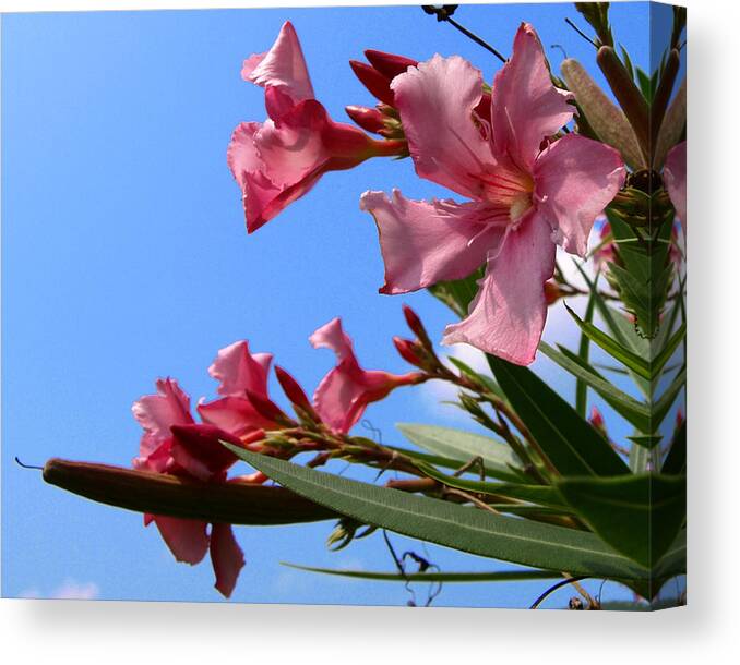 Flower; Florida; Oleander; Purple; Pink; Lavander; Sky; Blue; Clouds; Drought; Leaves; Green; South; Canvas Print featuring the photograph Oleander Flowers Wilting In The Brutal Florida Sun by Allan Hughes