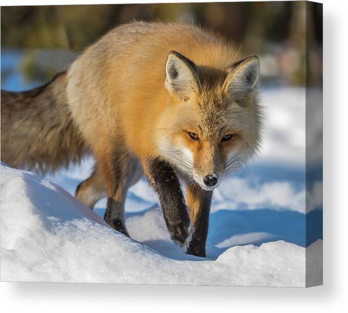 Red Fox Canvas Print featuring the photograph On Point by Yeates Photography
