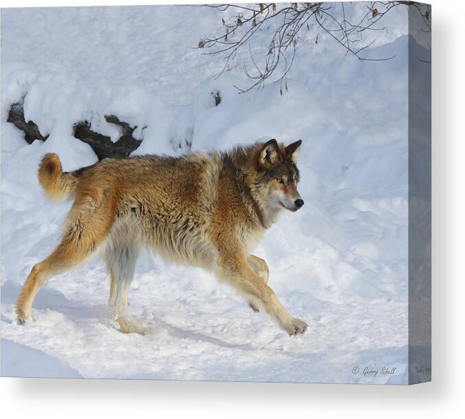 Nature Canvas Print featuring the photograph On the Hunt by Gerry Sibell