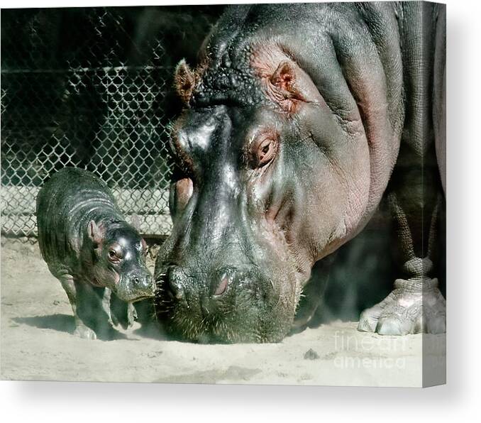  Canvas Print featuring the photograph One Day Old Baby Hippo and Mom by Sherry Curry