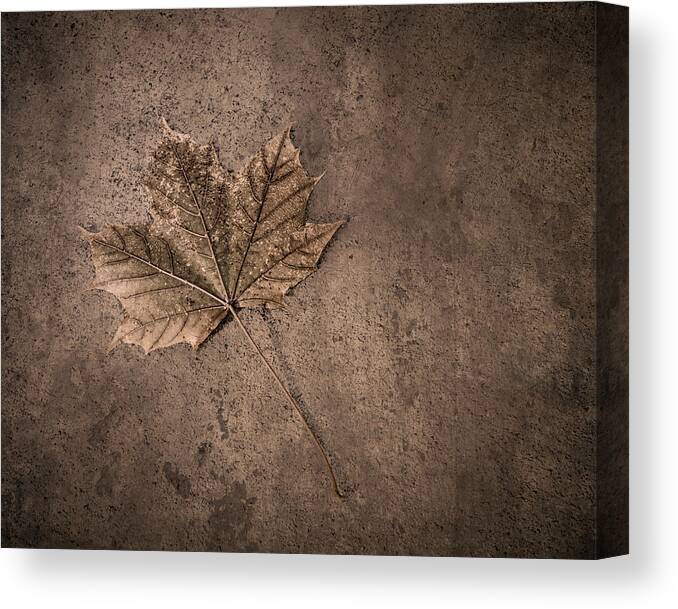 Scott Norris Photography Canvas Print featuring the photograph One Leaf December 1st by Scott Norris