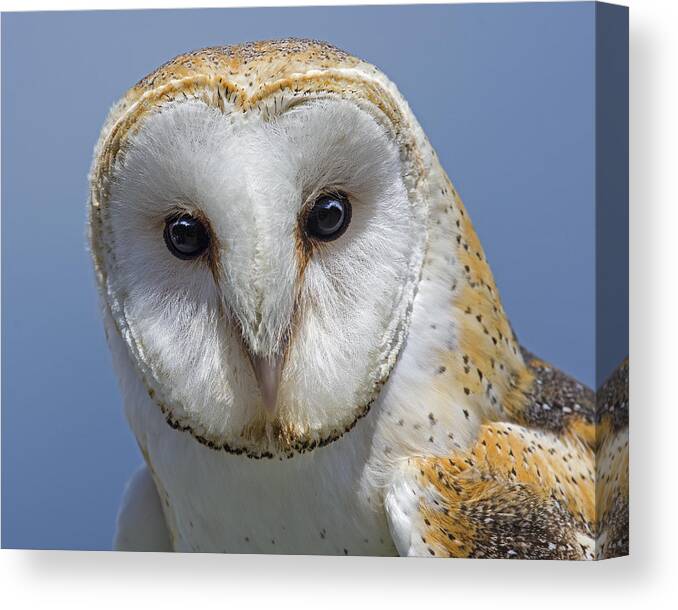 Barn Owl Canvas Print featuring the photograph Open Door by Tony Beck