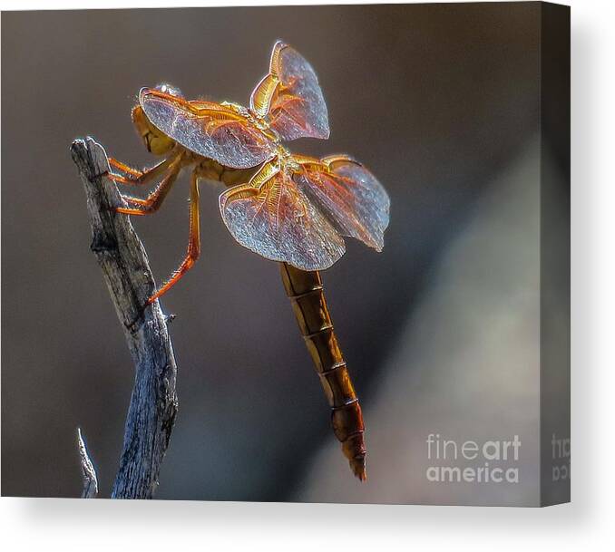 Nature Canvas Print featuring the photograph Dragonfly 2 by Christy Garavetto
