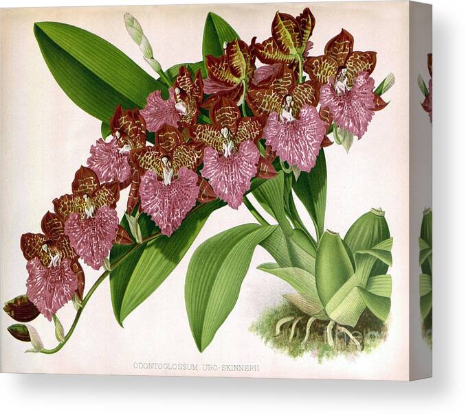 Horticulture Canvas Print featuring the photograph Orchid, Odontoglossum Uro-skinnerii by Biodiversity Heritage Library