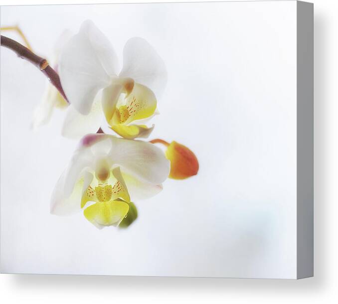 Orchid Canvas Print featuring the photograph Orchid Zen by Sue Capuano