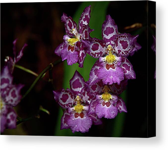 Purple Patterned Orchids Canvas Print featuring the photograph Orchids 12 by Karen McKenzie McAdoo