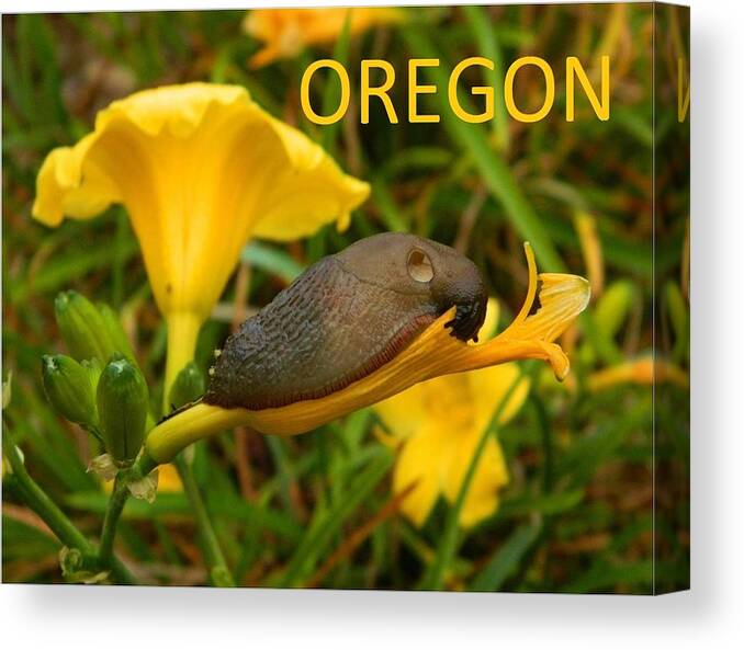 Oregon Canvas Print featuring the photograph Oregon Slug by Gallery Of Hope 