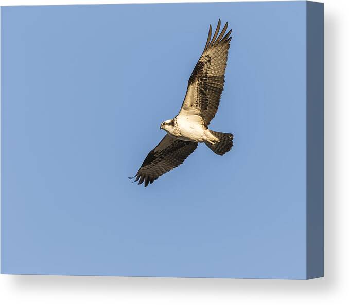 Osprey Canvas Print featuring the photograph Osprey 2016-2 by Thomas Young