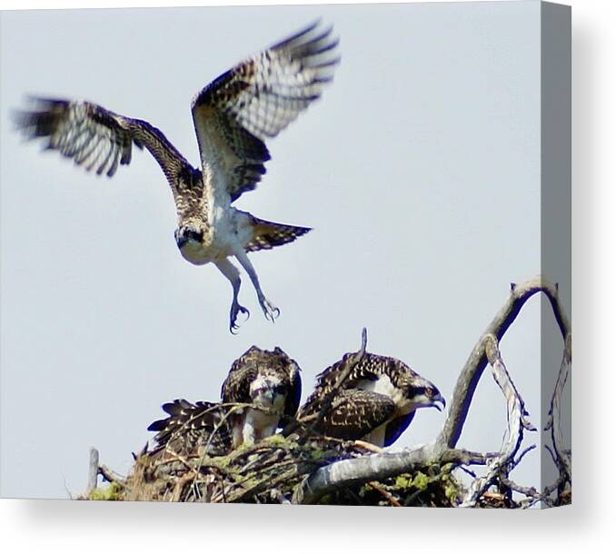 Spokane Canvas Print featuring the photograph Osprey Nest by Ben Upham III