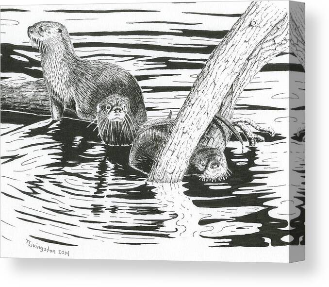 Otter Canvas Print featuring the drawing Otters Three by Timothy Livingston
