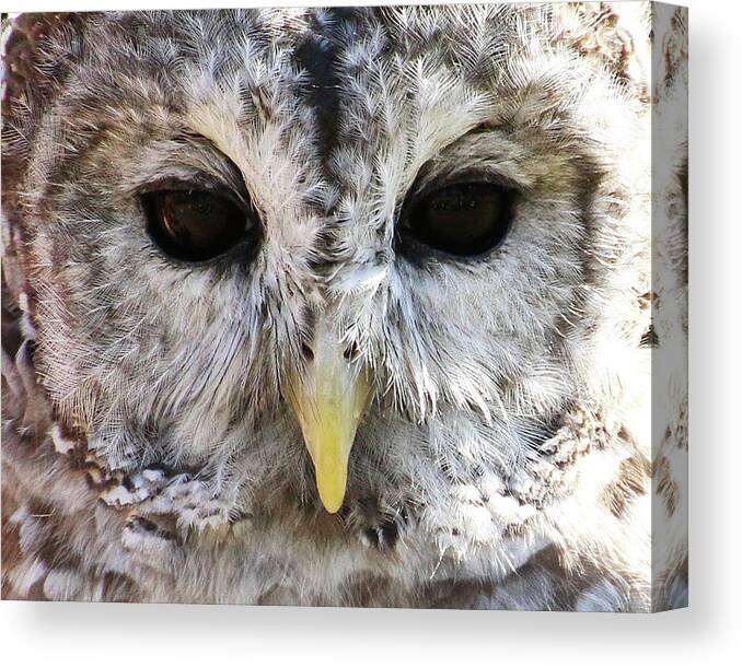 Wildlife Canvas Print featuring the photograph Owl Eyes by William Selander