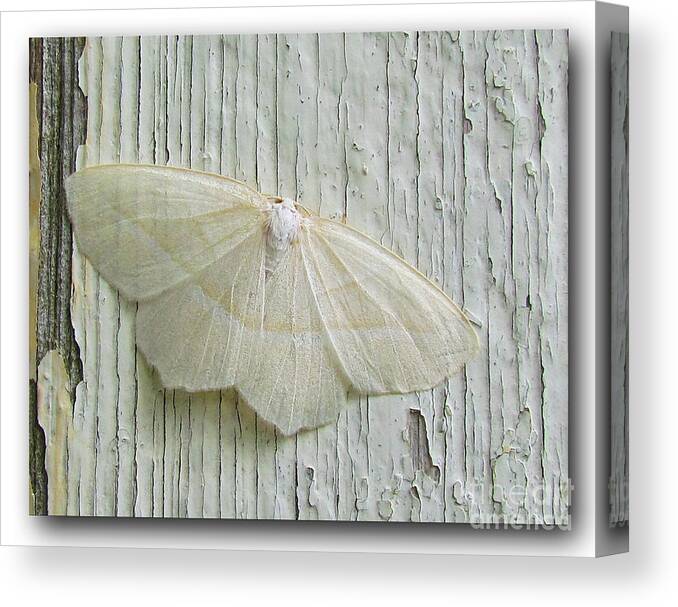 Moth Canvas Print featuring the photograph Pale Beauty Moth by Deborah Johnson