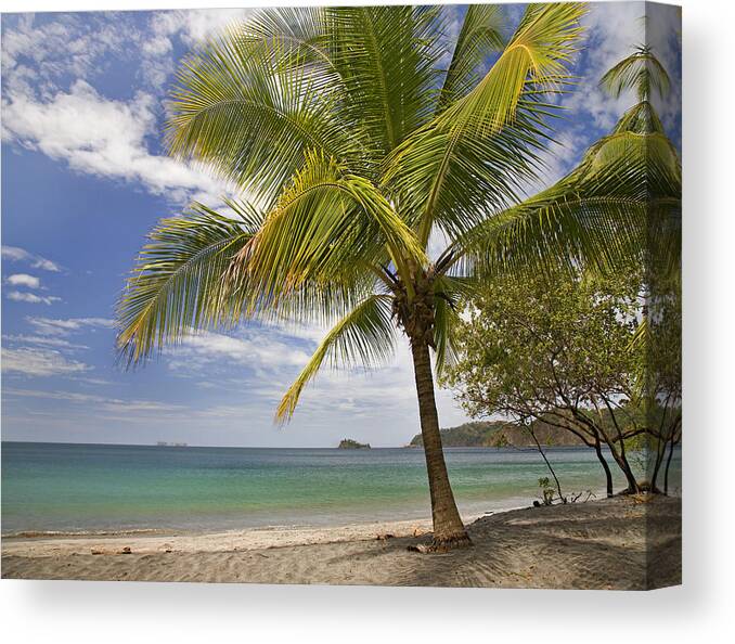 00429557 Canvas Print featuring the photograph Palm Trees Line Penca Beach Costa Rica by Tim Fitzharris