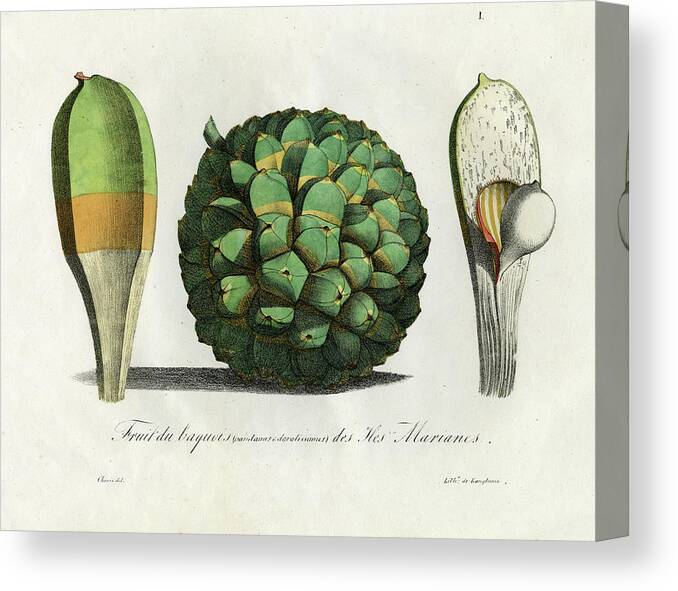 Choris Canvas Print featuring the drawing Pandanus Fruit Guam Marianas by Thomas Walsh