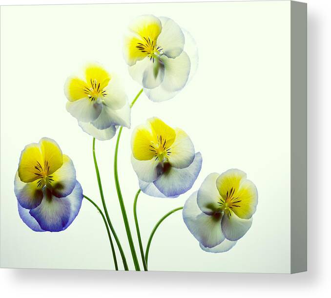 Flowers Canvas Print featuring the photograph Pansies 5 by Rebecca Cozart