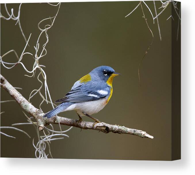 Warbler Canvas Print featuring the photograph Parula at Dawn by Jim E Johnson