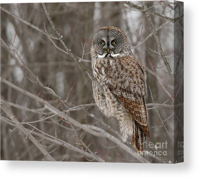 Owl Canvas Print featuring the photograph Patience is my strongest virtue by Heather King