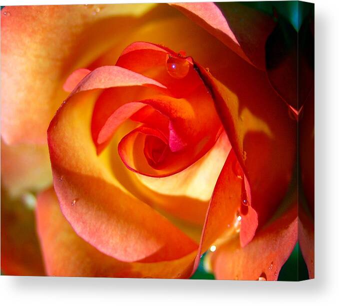 Rose Canvas Print featuring the photograph Peach Rose by Amy Fose